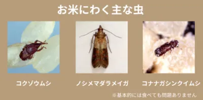 米虫(コクゾウムシやメイガ)